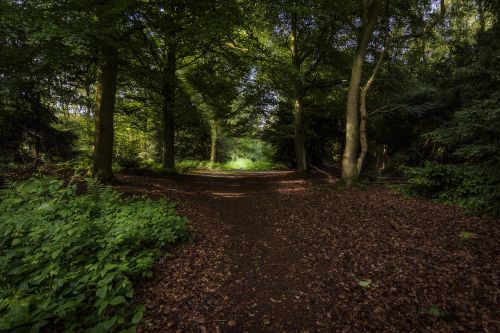 landscape forest trees