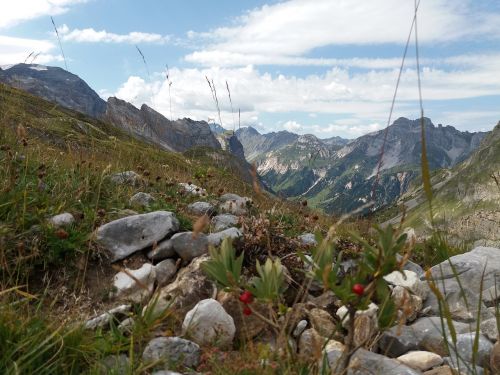 landscape mountain berries