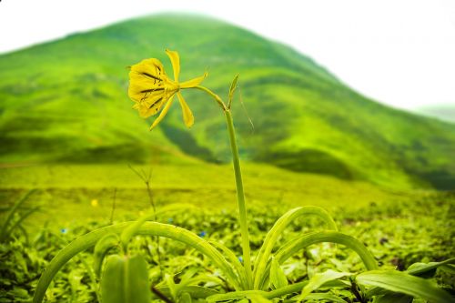 landscape mountain flower