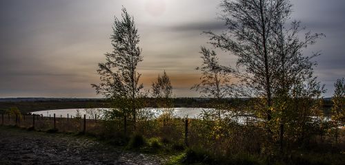 landscape pond tree