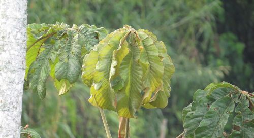 landscape tree leaves