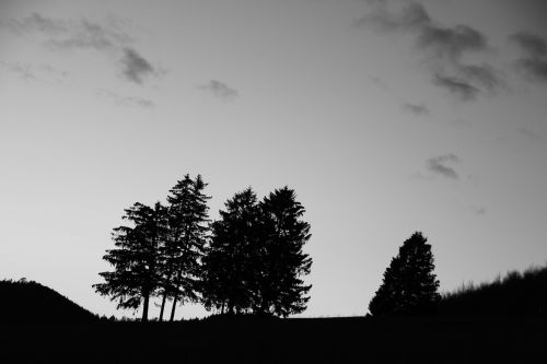 landscape tree black and white