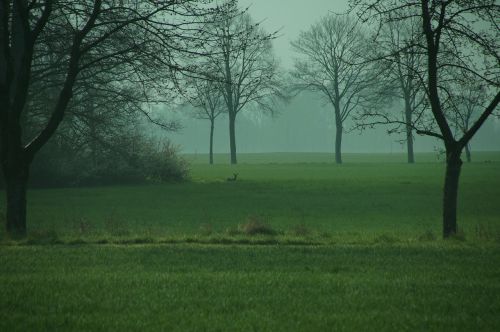 landscape meadow roe deer