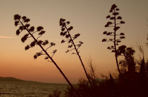 landscape sunset plants