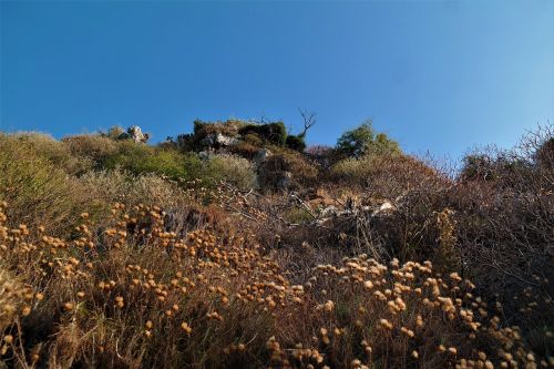 landscape plant sky