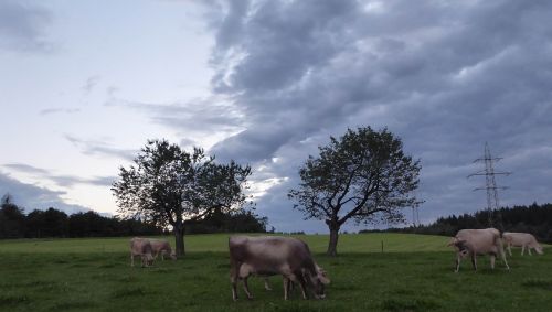 landscape animals evening