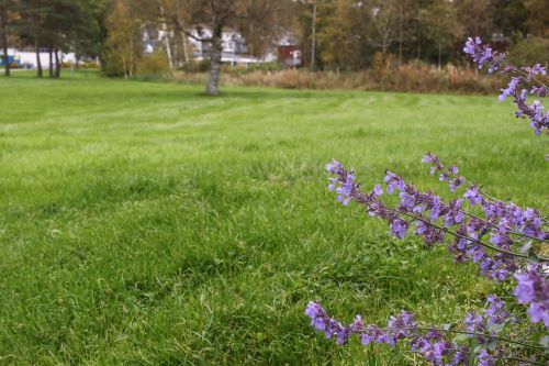 landscape flower autumn