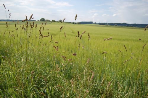 landscape field game grass