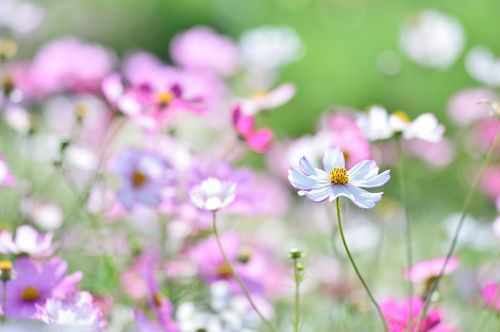 landscape plant flowers