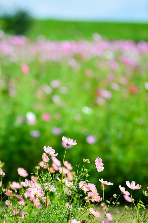 landscape plant flowers