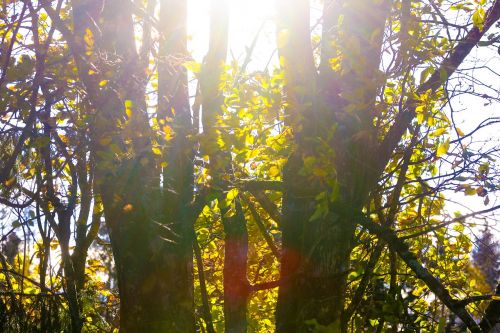 landscape trees nature