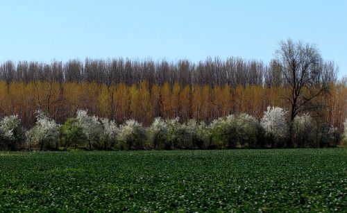 landscape spring trees