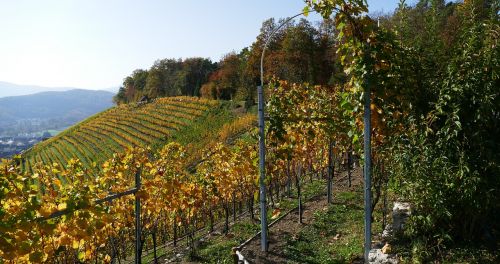 landscape nature vines