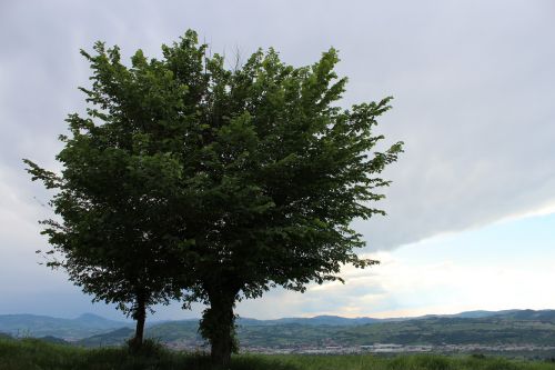 landscape tree clouds