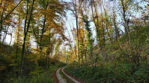 landscape forest trees