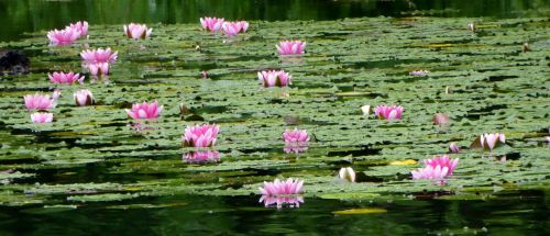 landscape nature lake