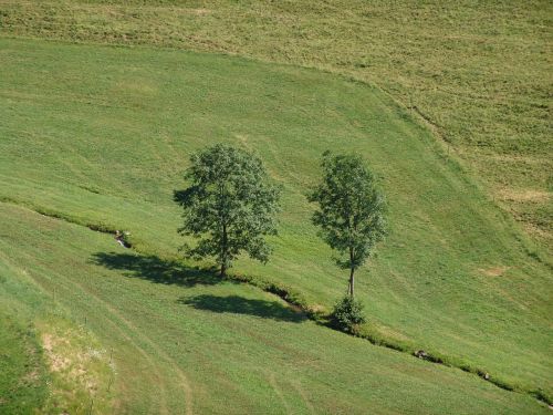 landscape tree meadow