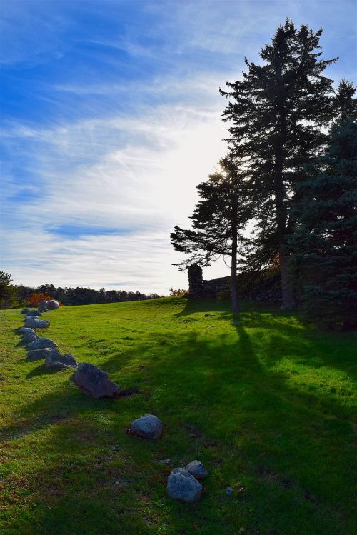 landscape trees sun