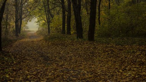 landscape fog trees