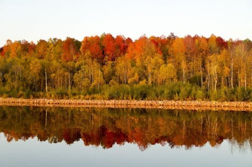 landscape trees nature