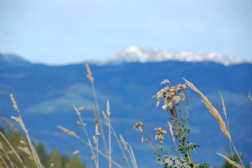 landscape grasses mountains