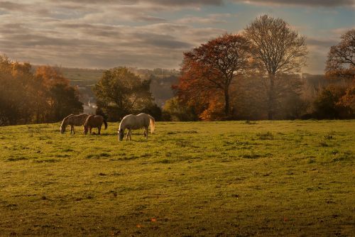 landscape nature horses