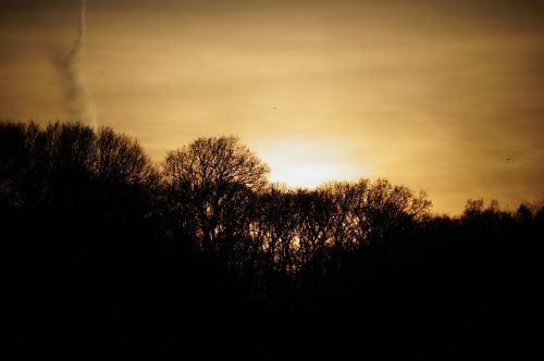 landscape sunset tree