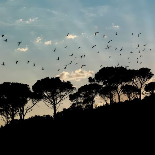 landscape silhouette sky