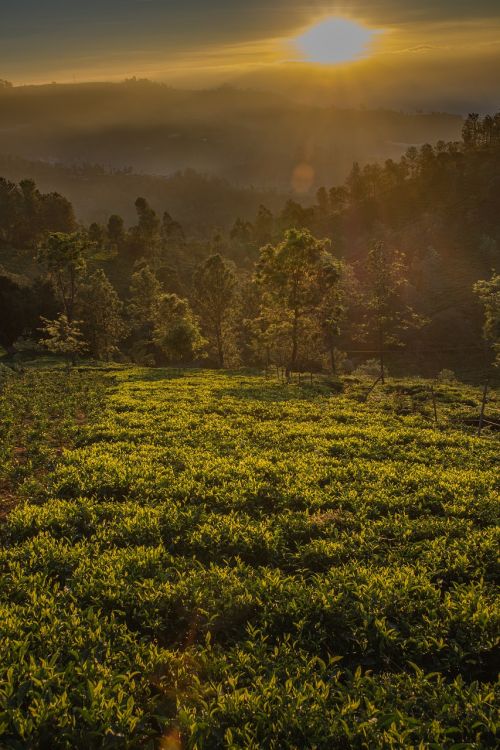 landscape panoramic nature