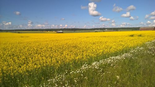 landscape nature harvest