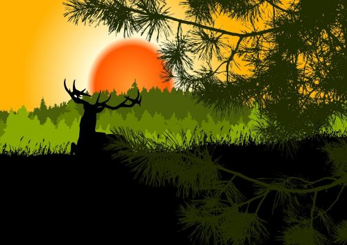 landscape sunset fir forest
