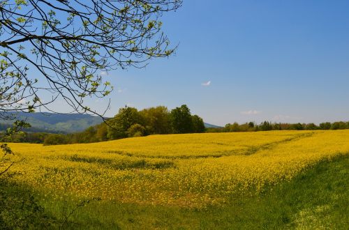 landscape field nature