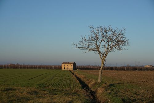 landscape field tree