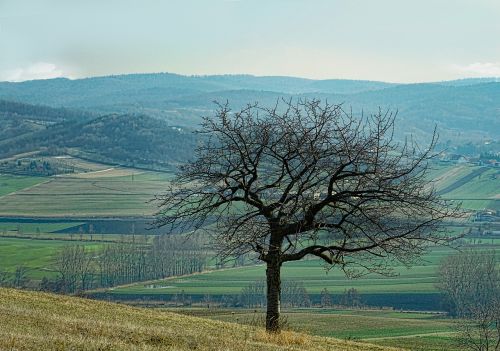 landscape nature tree