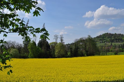 landscape yellow spring