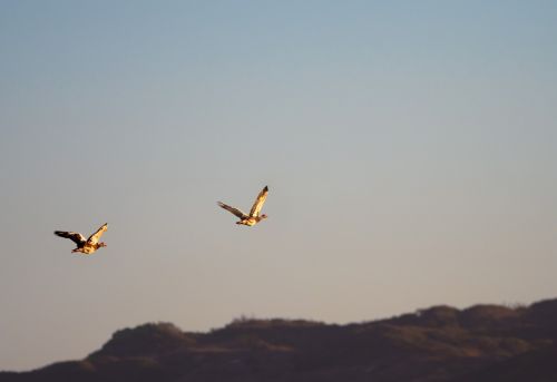 landscape flying birds