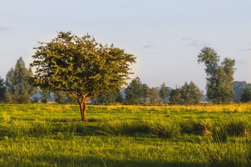 landscape nature tree