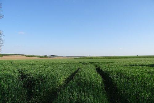 landscape  field  nature