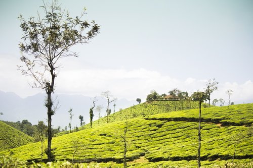 landscape  nature  tree