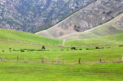 landscape  nature  lawn