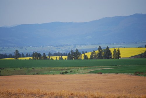 landscape  tree  field