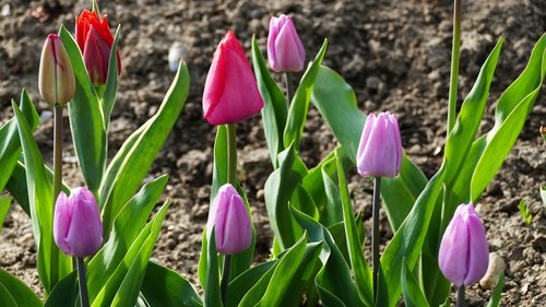 landscape  nature  flowers