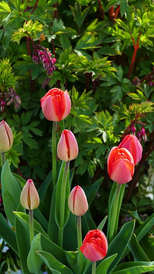 landscape  nature  flowers