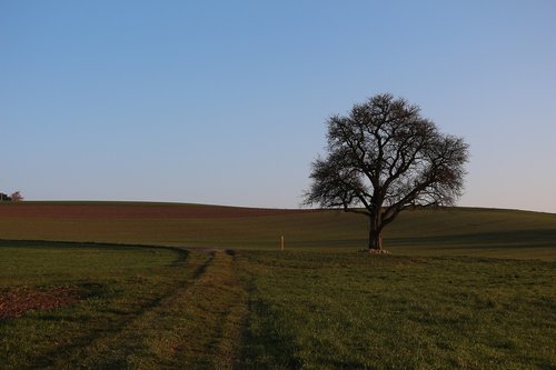 landscape  tree  nature