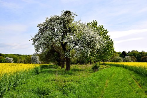 landscape  tree  nature