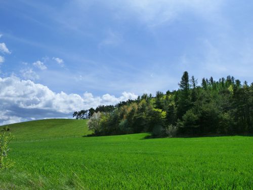 landscape nature green