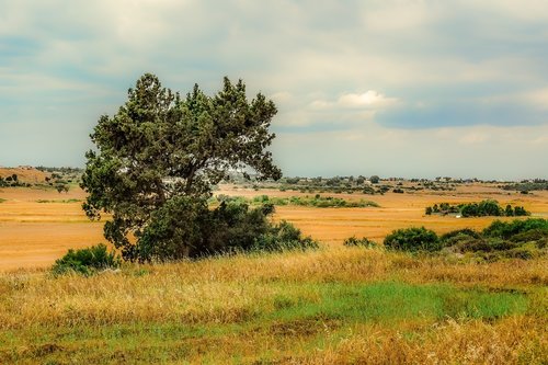 landscape  tree  nature