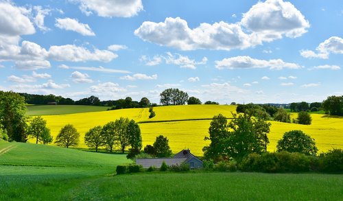 landscape  nature  oilseed rape