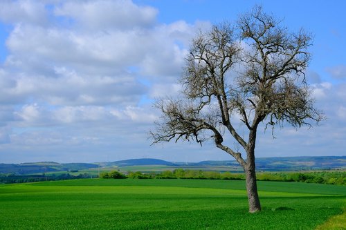 landscape  nature  tree