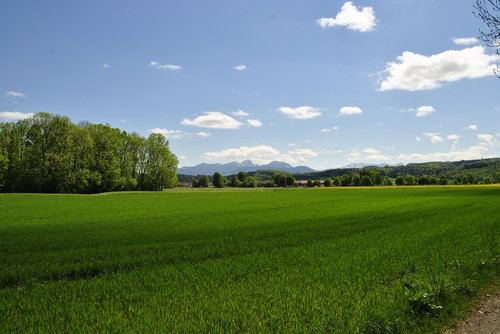 landscape  field  grass